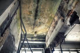 Trusted La Plata, MO Mold Removal Experts